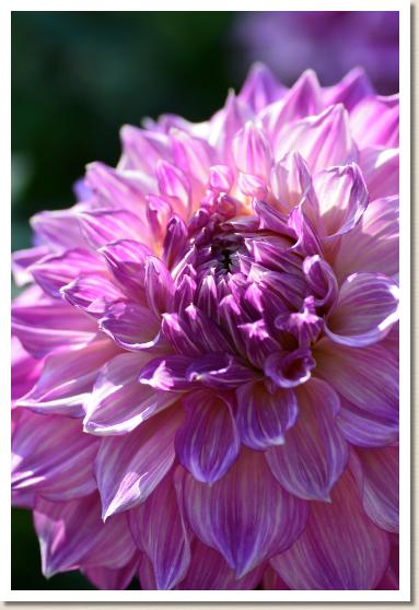 ダリア　ダイソウゲン（大草原）