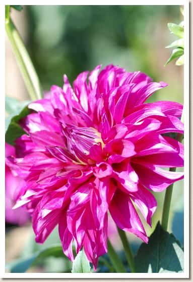 ダリア ダイウンガ（大運河）