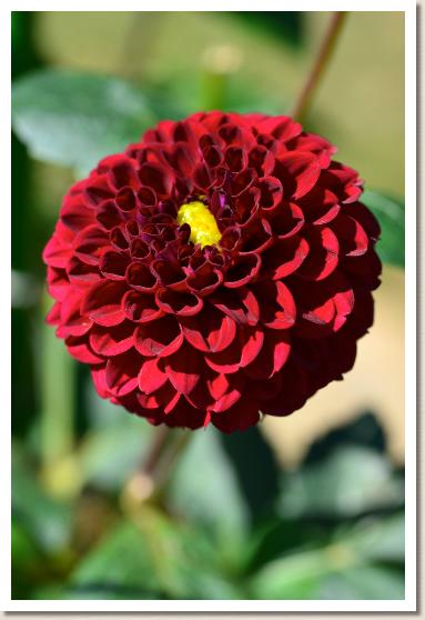 ダリア　ドレミ（Doremi）