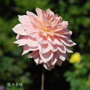 ダリア　フェアウェイ パイロット（Fairway Pirot）｜花の手帖のダリア図鑑