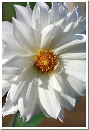 ダリア ファンクリフ イリュージョン