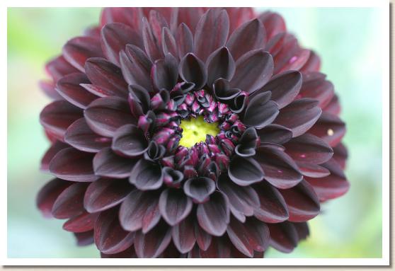 ダリア フィダルゴ ブラッキー（Fidalgo Blacky）