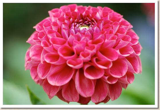 ダリア　ファイヤーボール