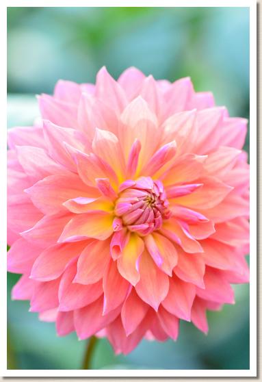 ダリア　フレンド（Friend）