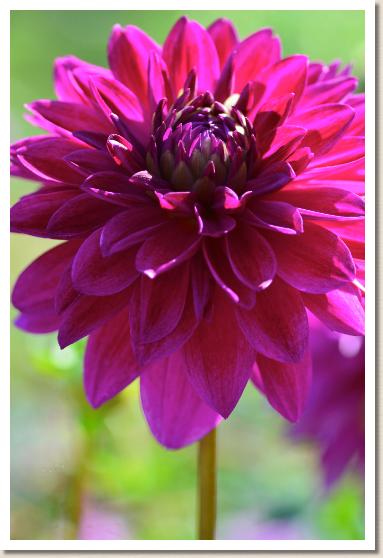 ダリア フジムスメ