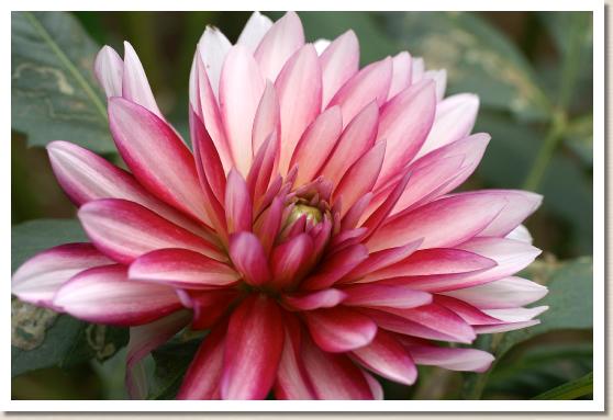 ダリア　フクビジン