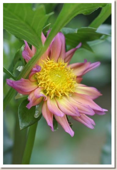 ダリア フクムスメ