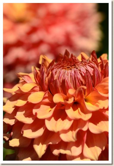 ダリア　フクワウチ