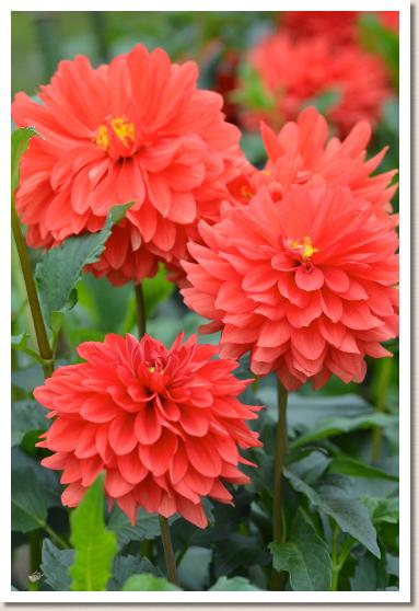 ダリア フミノ（文乃）