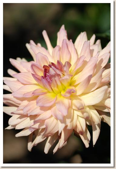 ダリア フルサト（故郷）