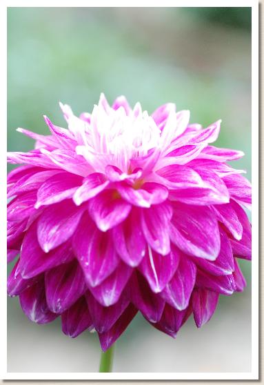 ダリア フウモン（風紋）