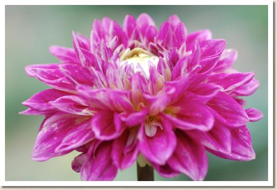 ダリア　フウリン（風林）