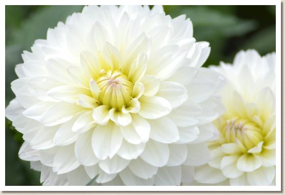 ダリア フユゲシキ