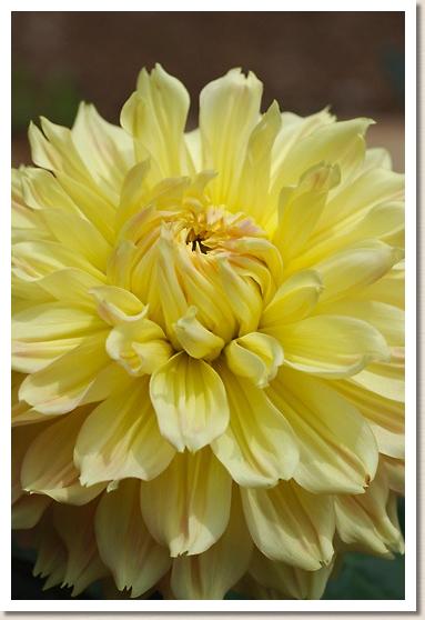 ダリア ハハゴコロ