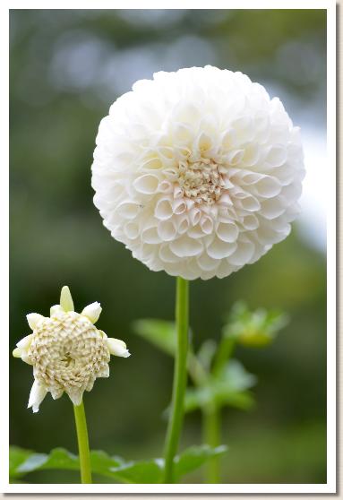 ダリア　ハクサン（白山）