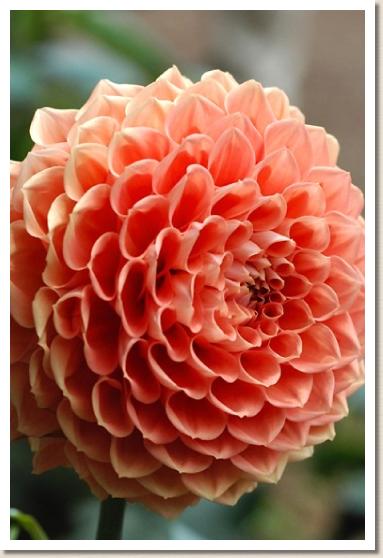 ダリア ハミルトン ジュニア