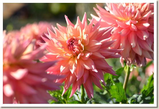 ダリア　ハナノワルツ｜花の手帖のダリア図鑑