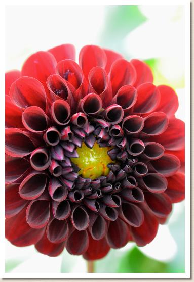 ダリア　ハナシッキ（花漆器）｜花の手帖のダリア図鑑