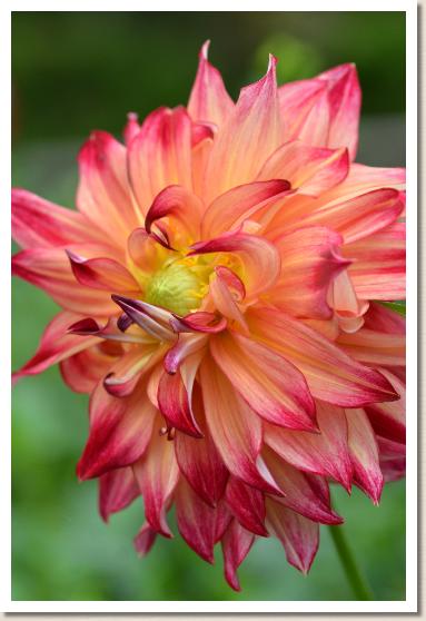 ダリア　ハナユウゼン（花友禅）