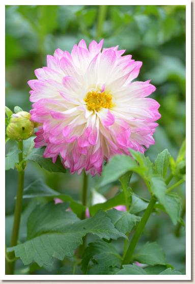 ダリア　はにかみ