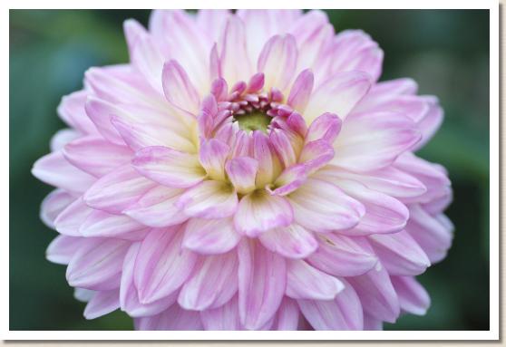 ダリア　ハピネス