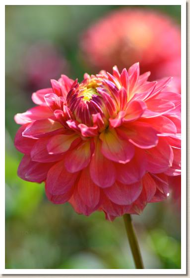 ダリア　ハッピー（Happy）