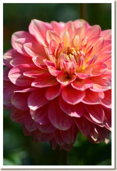 ダリア　ハッピー（Happy）