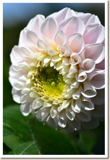 ダリア　｜花の手帖のダリア図鑑