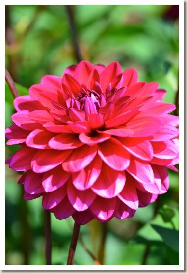 ダリア　ハルミ｜花の手帖のダリア図鑑