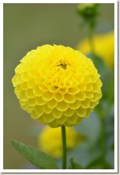 ダリア　ハチミツボンボン