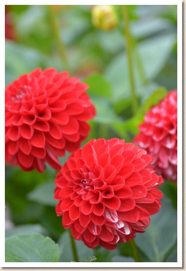 ダリア　ハツヒノデ（初日の出）