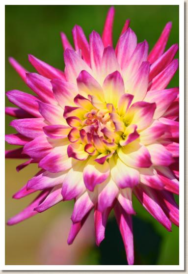 ダリア　ヘイリージェーン（Hayley Jane）