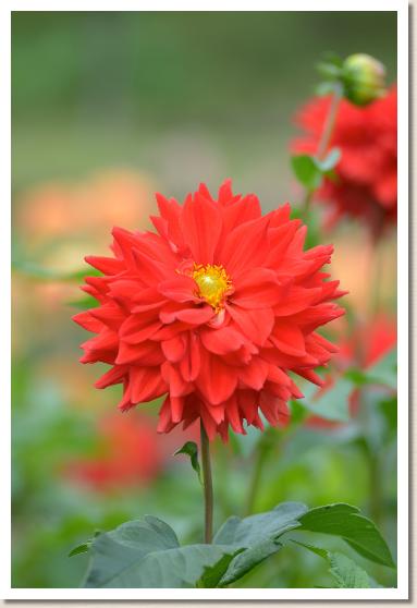 ダリア　ヒートアップ