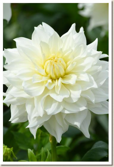 ダリア ヘブンリーピース