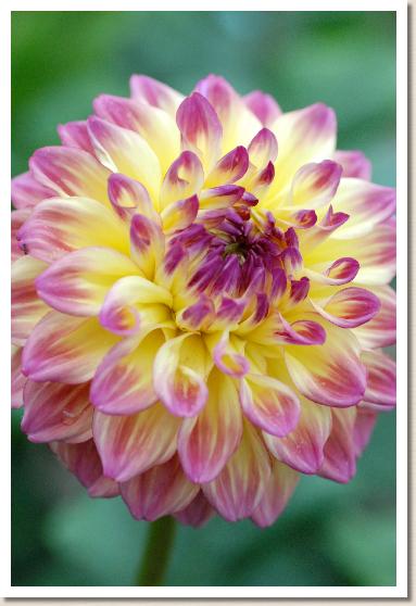 ダリア ハイクラウン