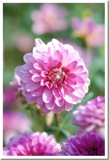 ダリア　ひなまつり