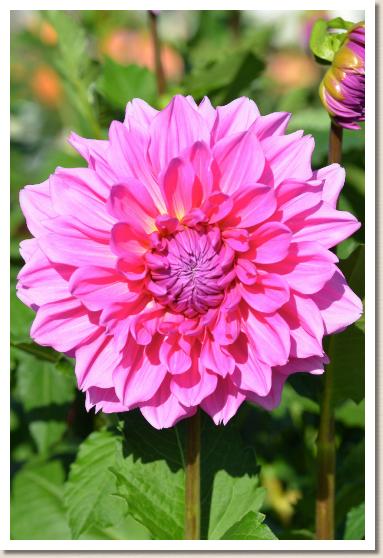 ダリア　ヒナメグリ｜花の手帖のダリア図鑑