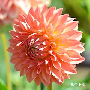 ダリア　｜花の手帖のダリア図鑑