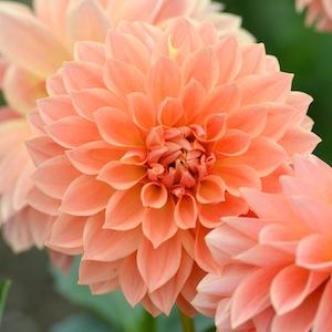 ダリア　｜花の手帖のダリア図鑑