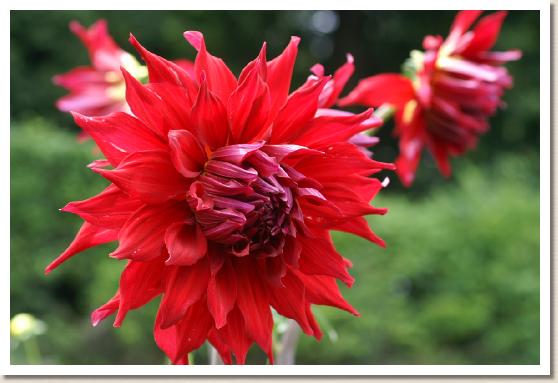 ダリア ホリーヒューストン（Holly Houston）