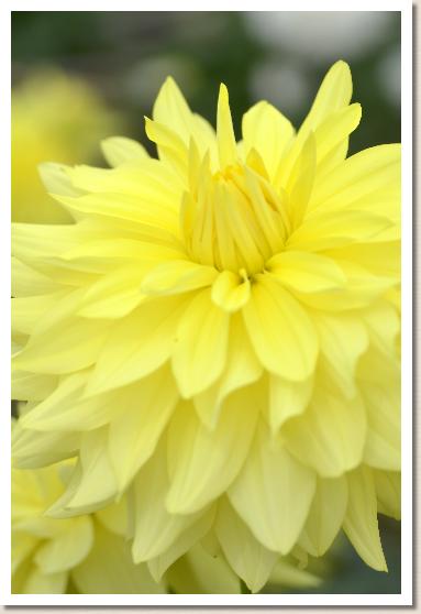 ダリア ホウコク？（宝国）