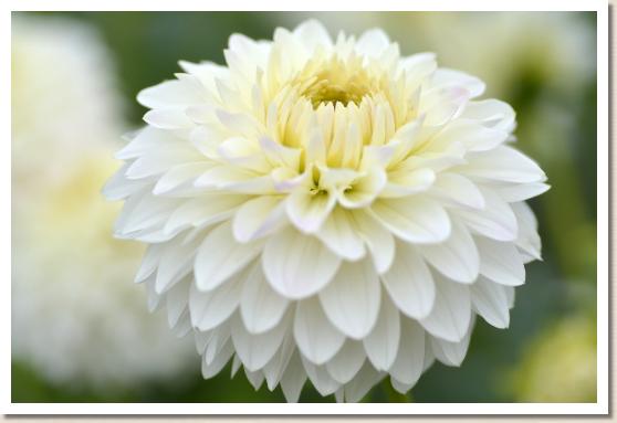 ダリア　ヒョウセツ（氷雪）