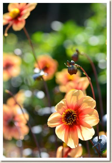 ダリア　ルクロッコ（Lecroco）｜花の手帖のダリア図鑑