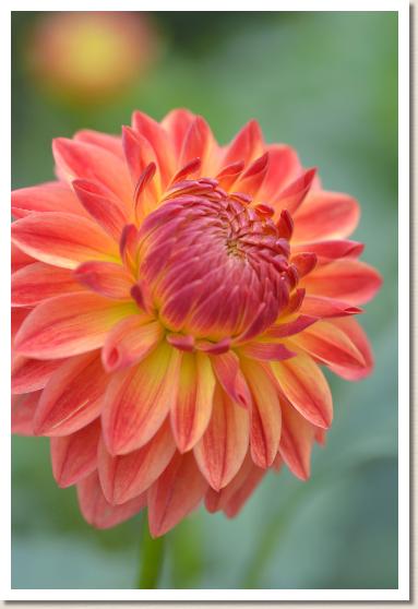 ダリア　ルマン