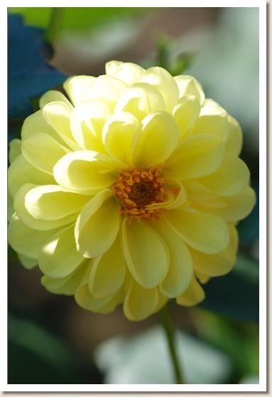 ダリア　レモン ゴールド