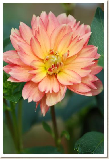 ダリア　リトルバンビ