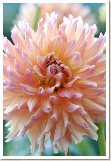 ダリア　ロイドヒューストン