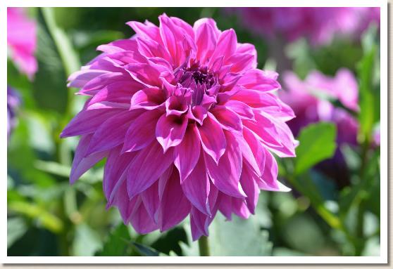 ダリア　ラッキーボーイ（Lucky Boy）｜花の手帖のダリア図鑑