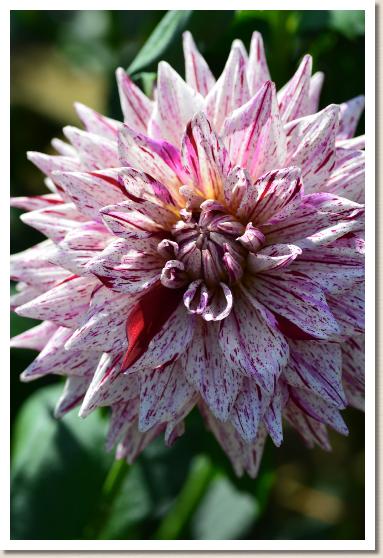 ダリア　ラッキーストライプ