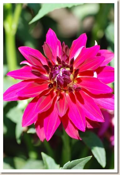 ダリア マガンダ